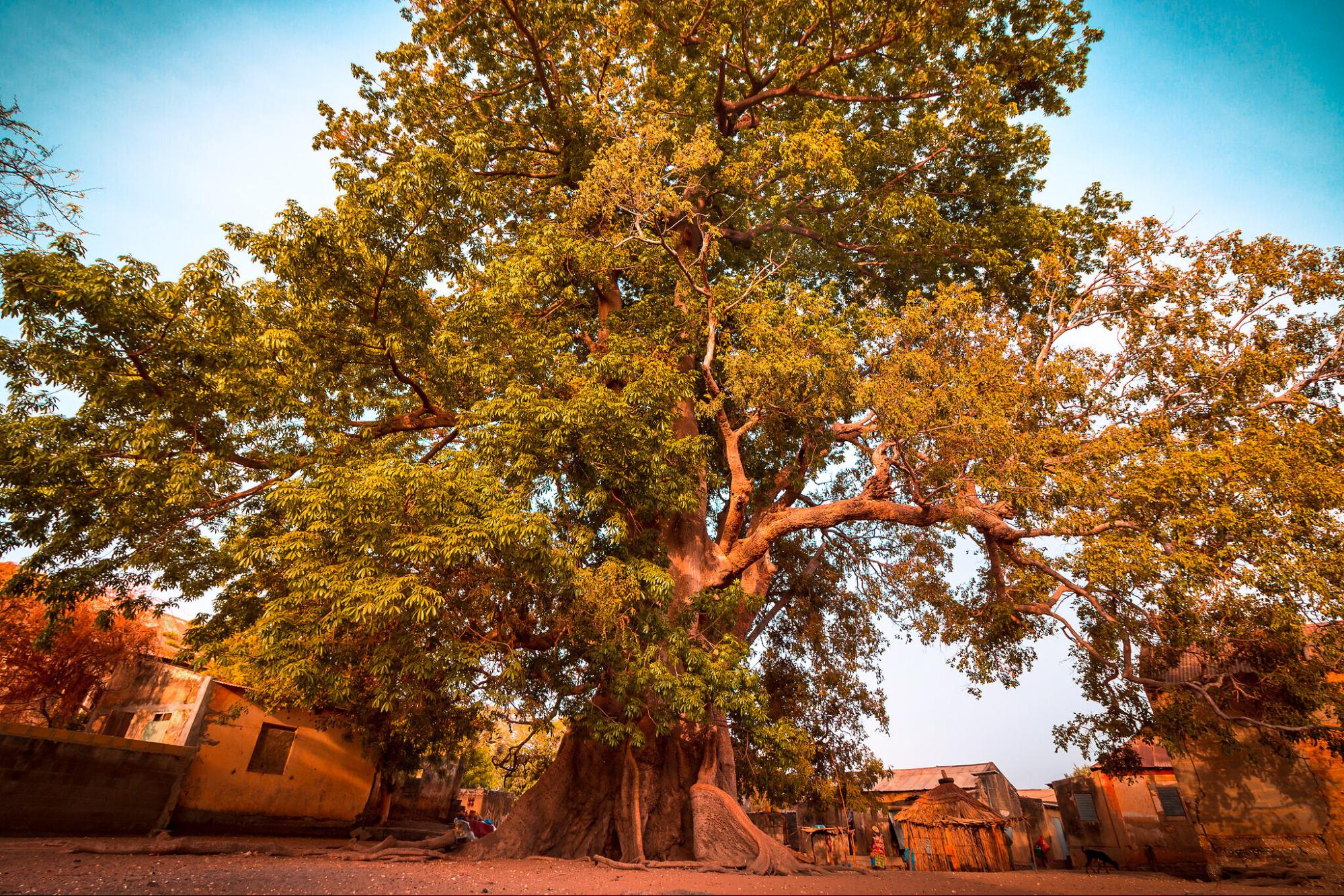 The Senegal Man on a Mission to Plant 5 Million Trees