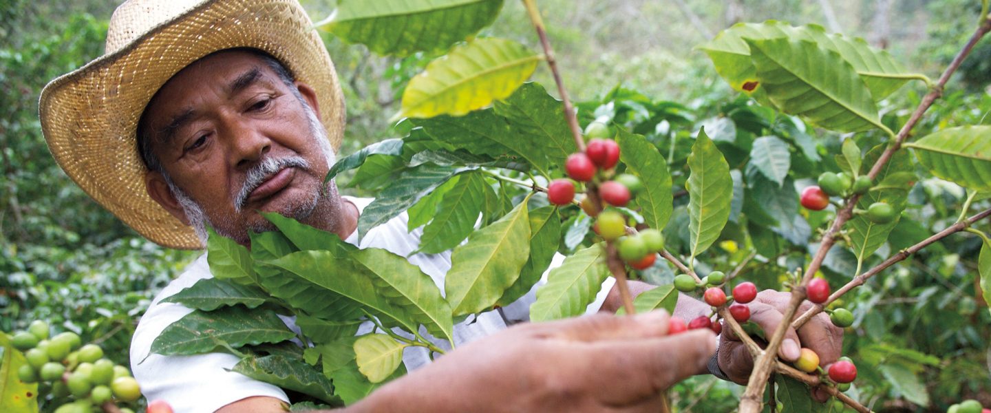 Coffee farmer