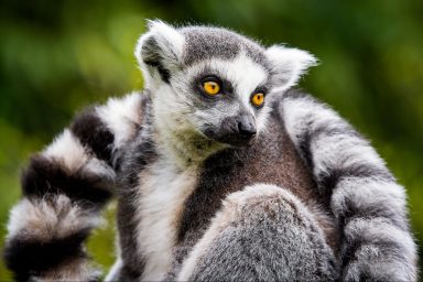 environment, biodiversity, wildlife, Madagascar, extinction