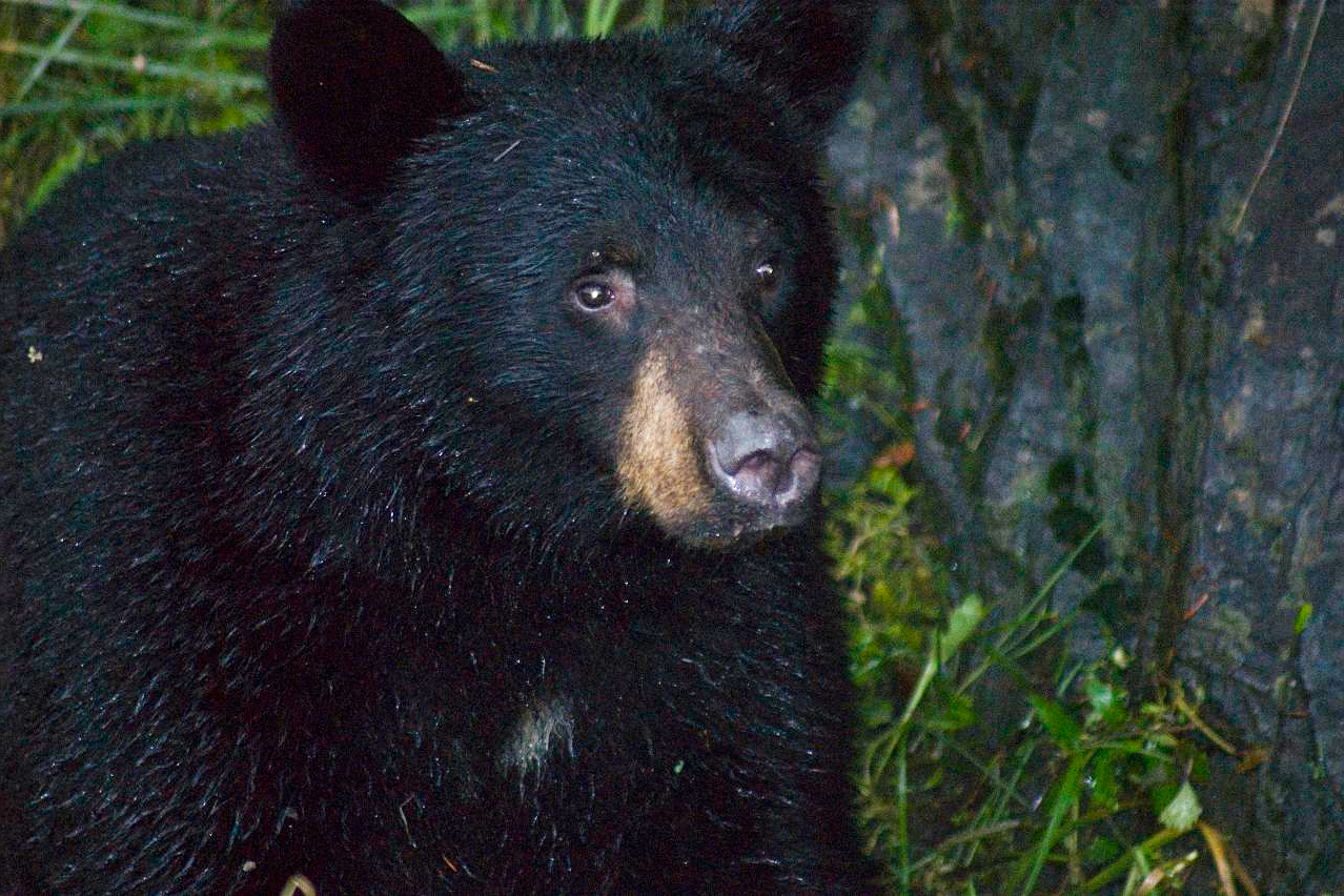Colorado Bear Takes Hundreds of ‘Selfies’ on Wildlife Camera