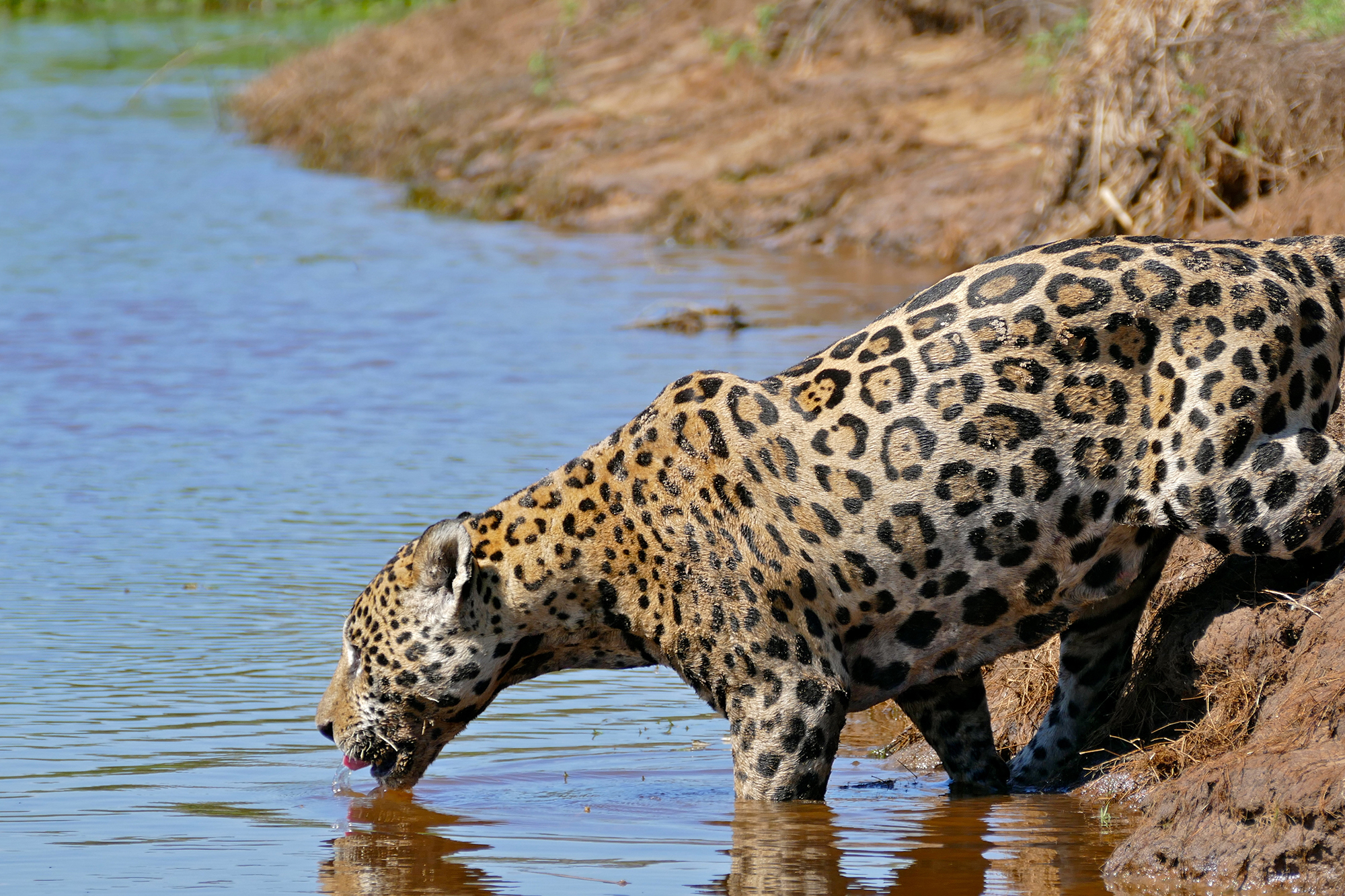 jaguar, Mato Grosso, Brazil
