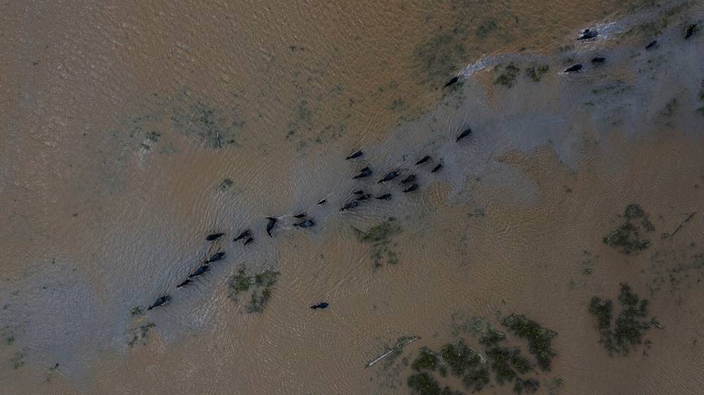 Herds of buffalo, Amazon