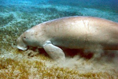 Dugong, seagrass meadow