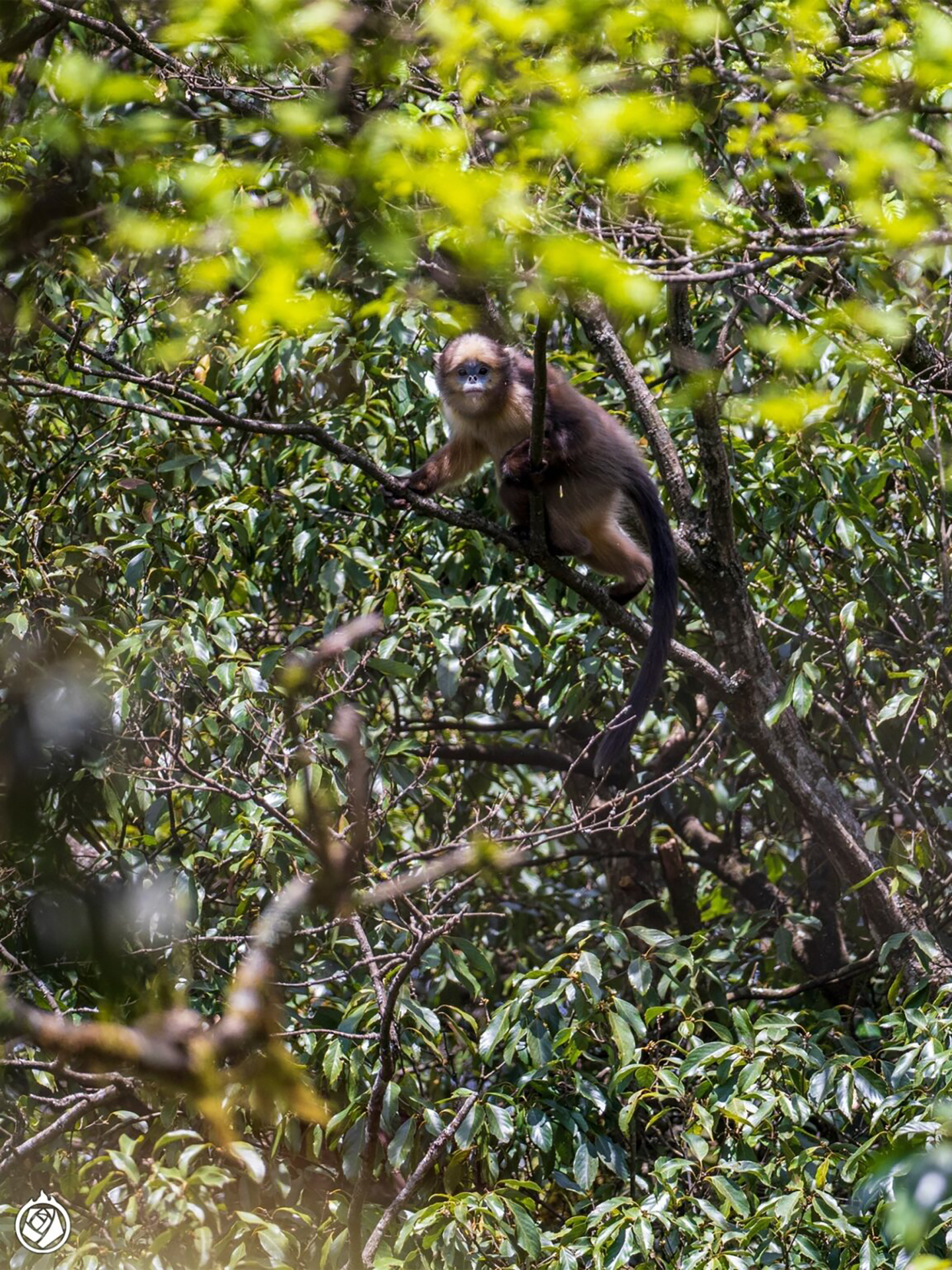 Guizhou Snub-Nosed Monkey