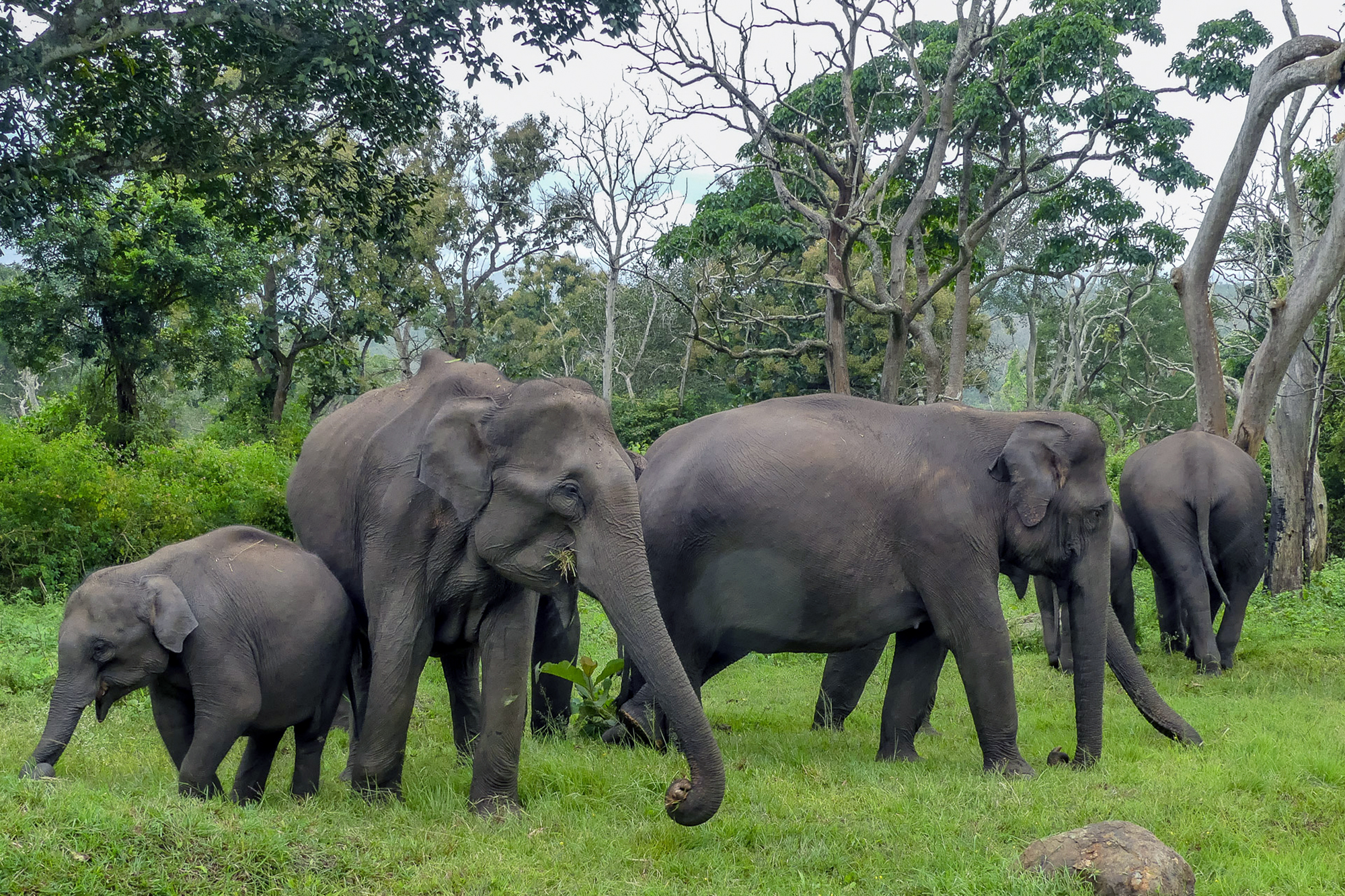 Asian elephants, Bandipur National Park