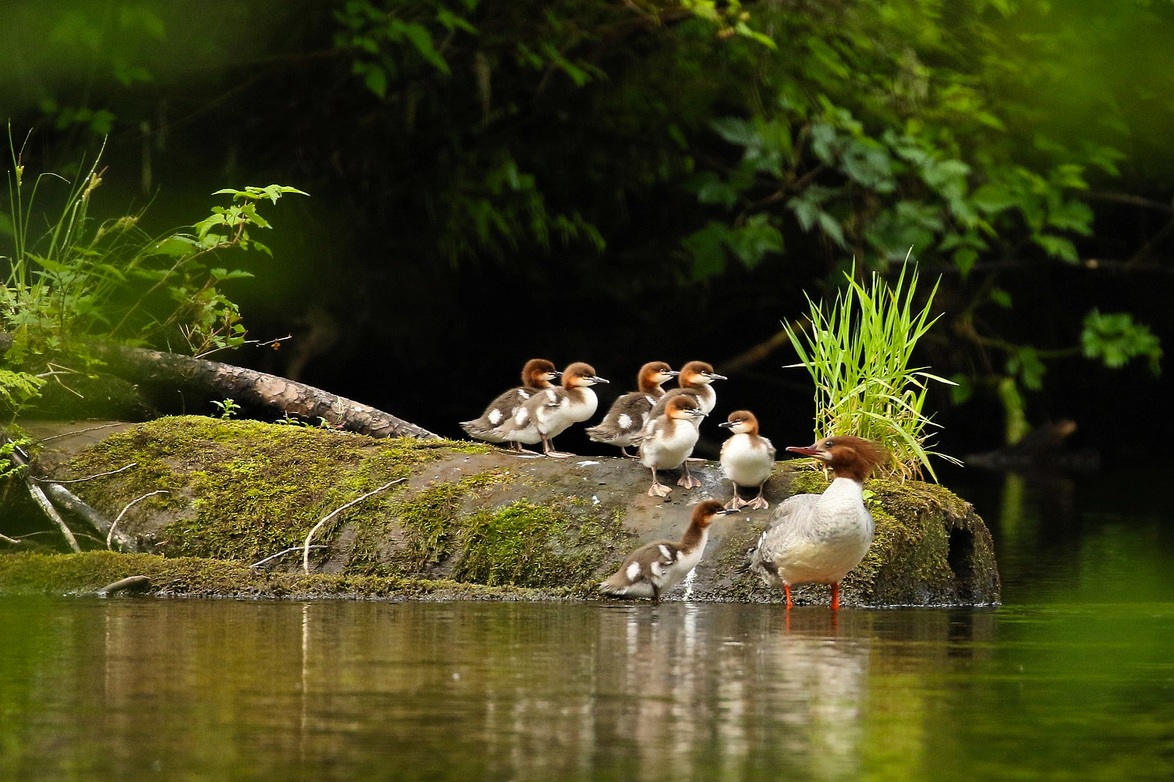 US Restores Protections for Alaska’s Tongass National Forest