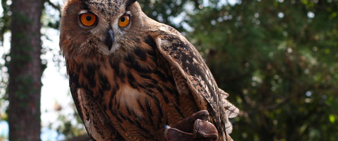 environment, wildlife, Central Park Zoo, vandalism, Eurasian eagle-owl, Flaco