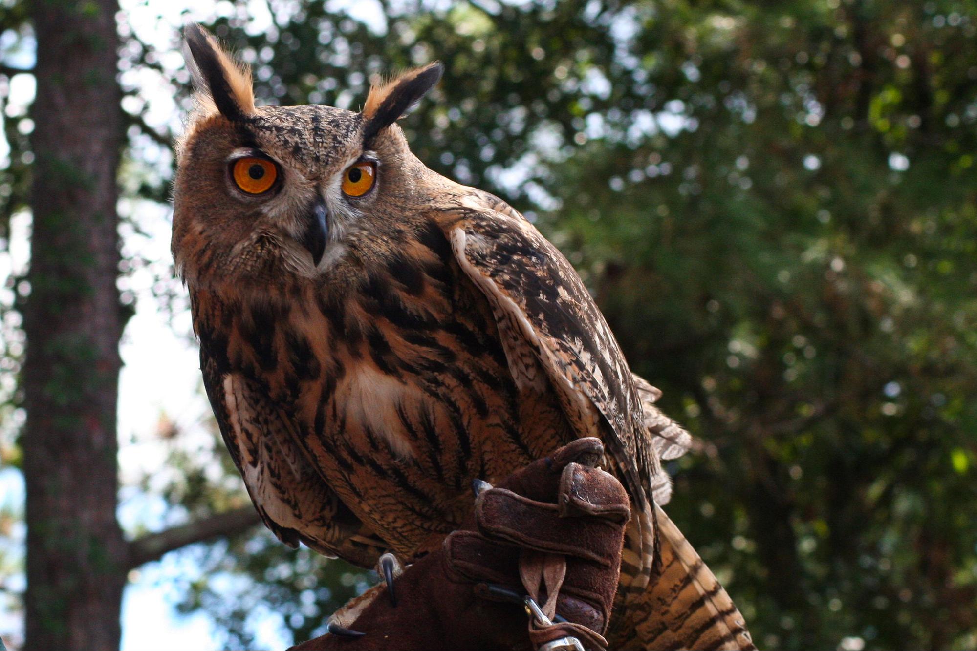 An Owl Named Flaco Is Loose in Central Park, With Vandals to Blame