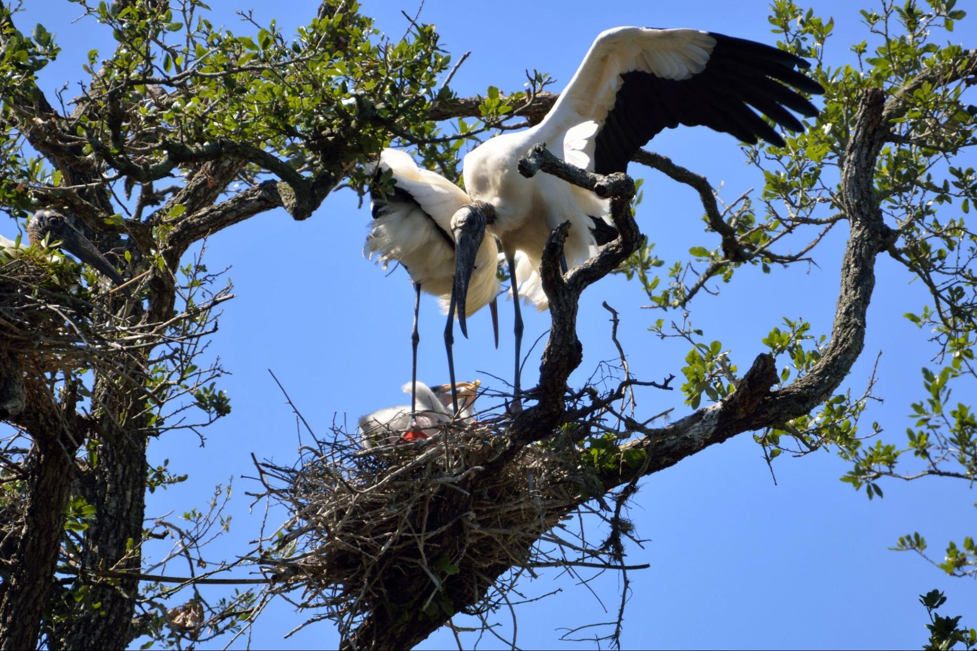 US Proposes Removing Wood Stork From Endangered Species List