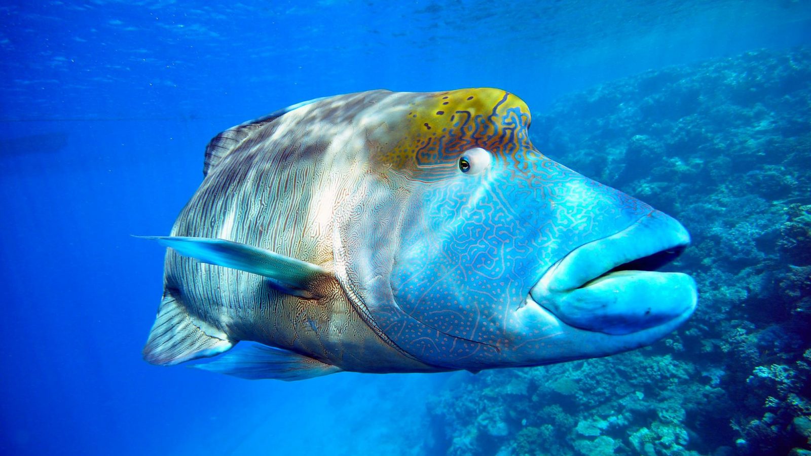 UN Ocean Treaty Talks Resume With Goal of Preserving Biodiversity ...