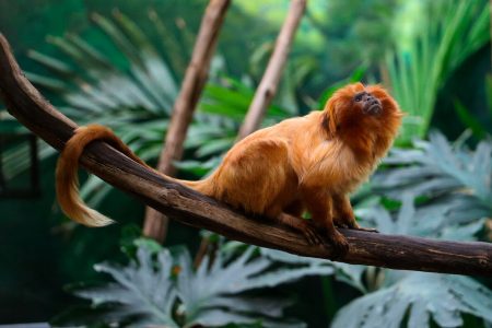 environment, wildlife, Brazil. endangered monkeys, vaccinations