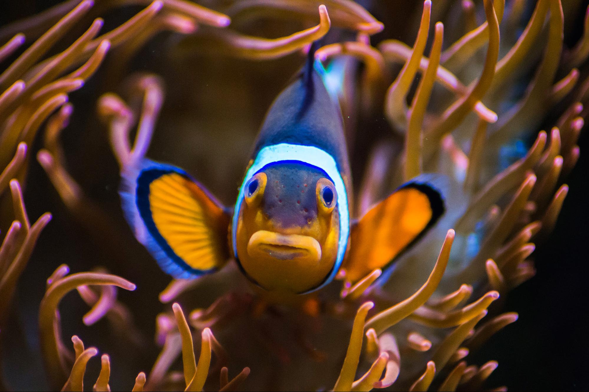 Nations Reach Accord to Protect Marine Life on High Seas