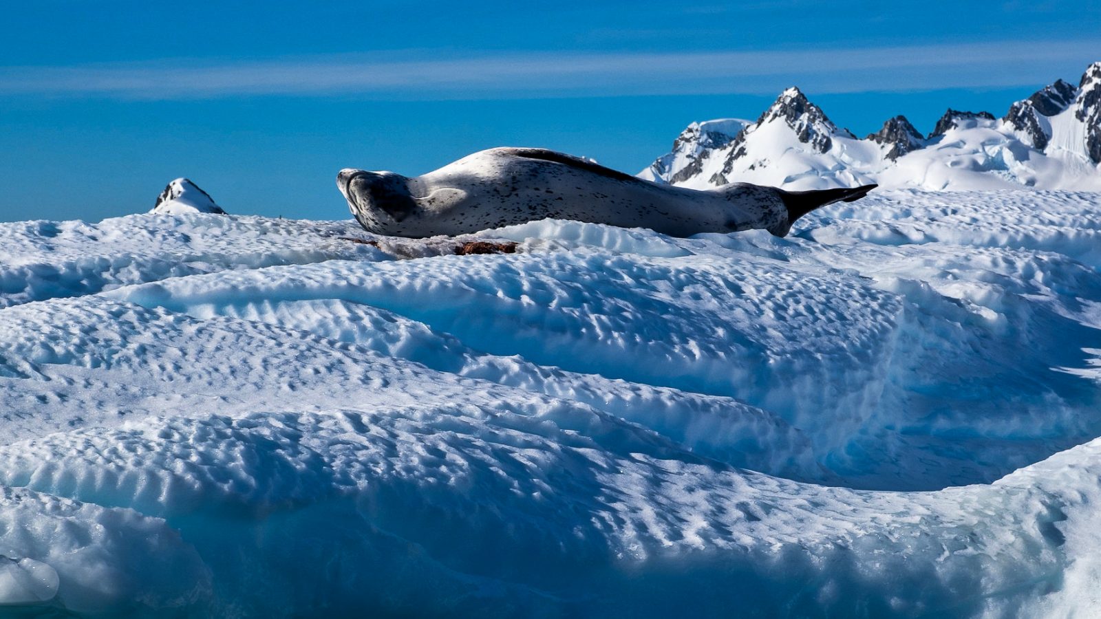 Why East Antarctica Is A ‘Sleeping Giant’ Of Sea Level Rise - WhoWhatWhy