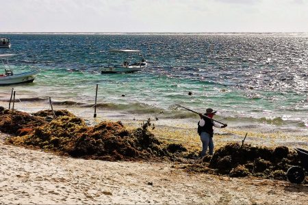 climate crisis, nitrogen cycle, Florida, Mexico, sargassum seaweed, beaches