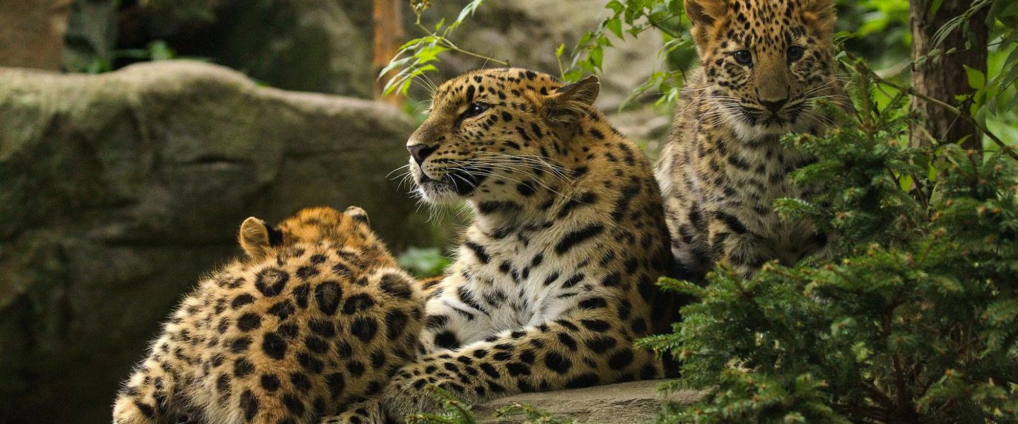 environment, wildlife, biodiversity, San Diego Zoo, Amur leopard cubs