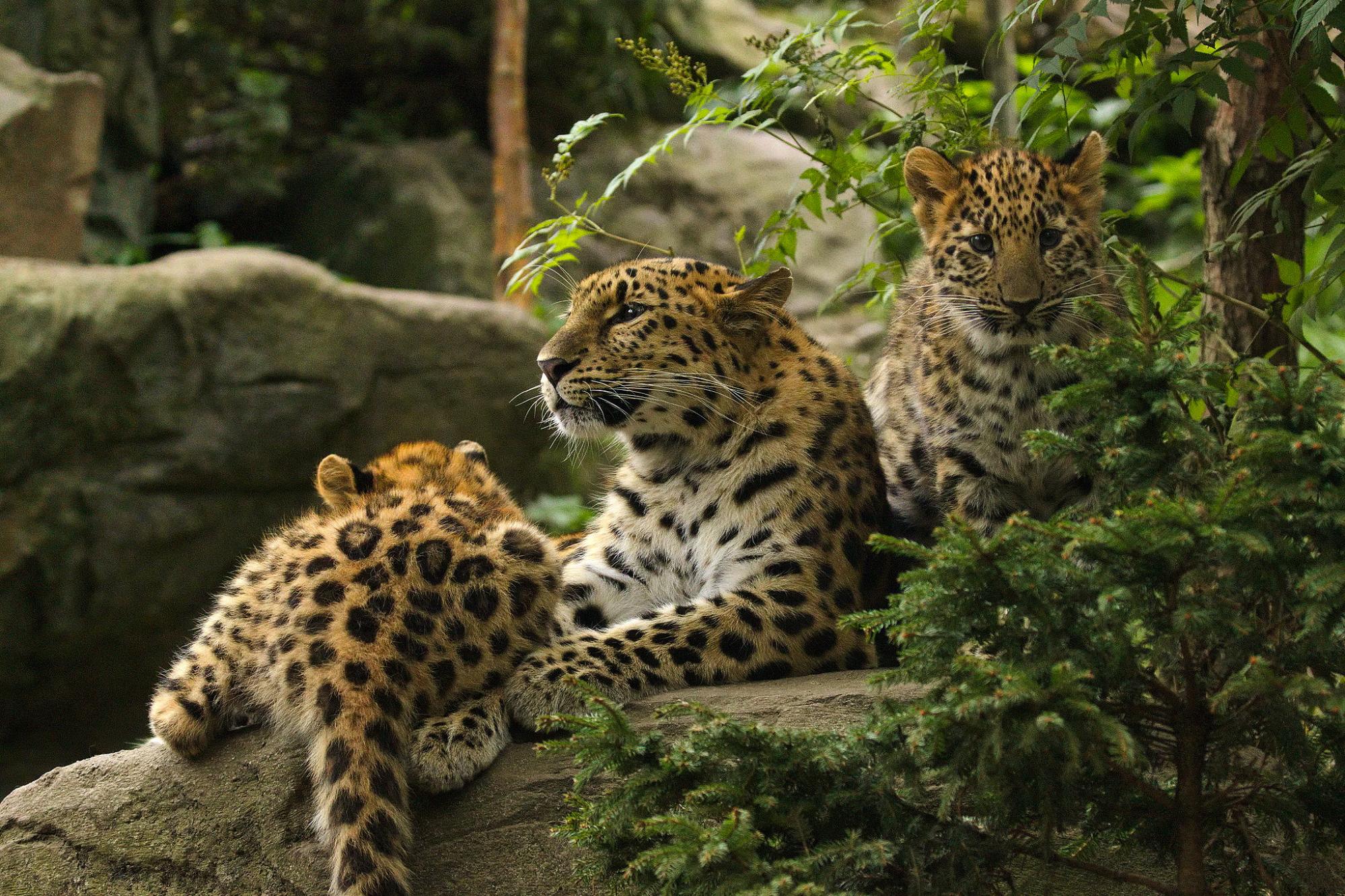 Critically Endangered Amur Leopard Twins Born at San Diego Zoo