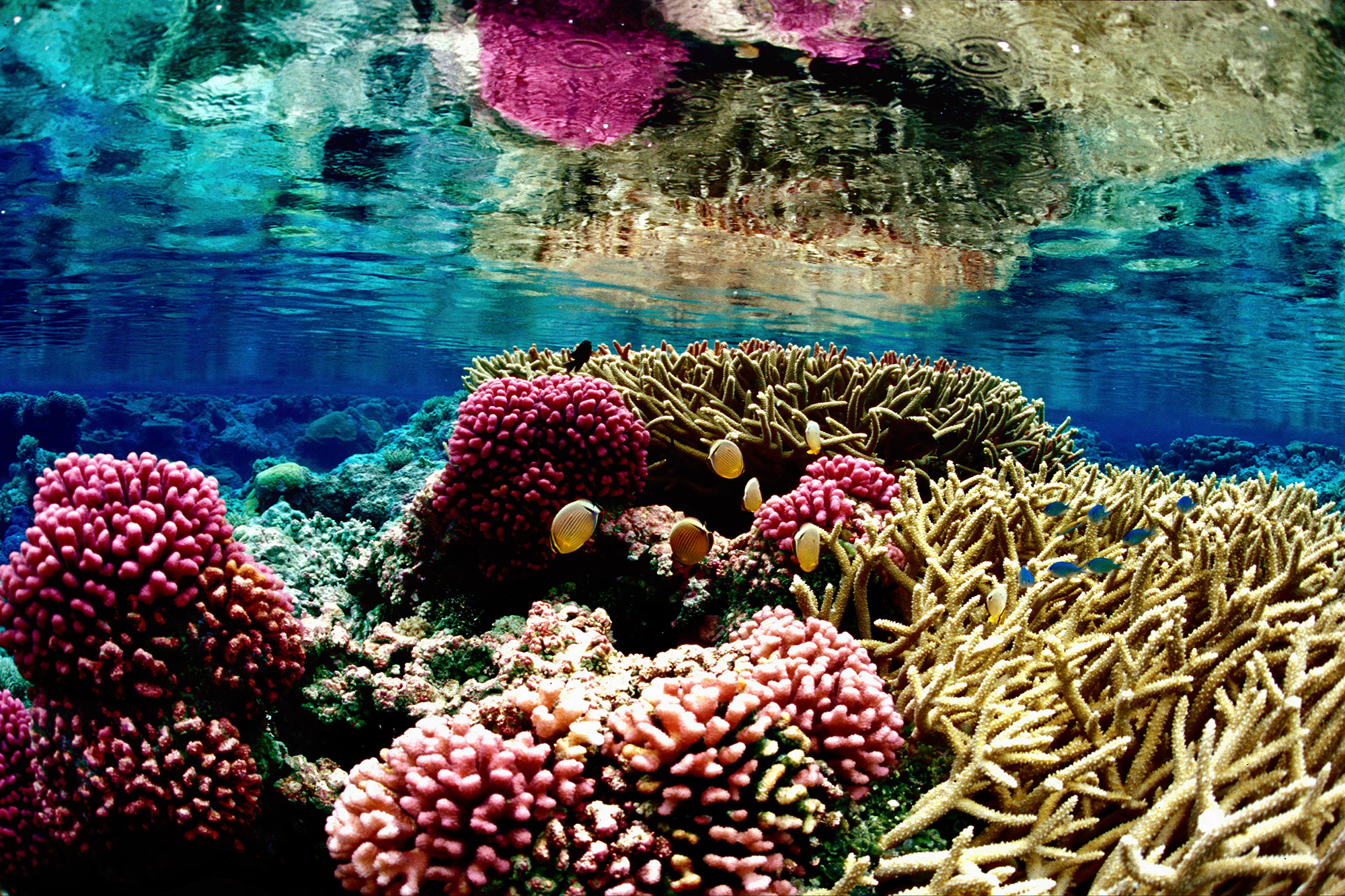 Can We Move Coral Reefs?