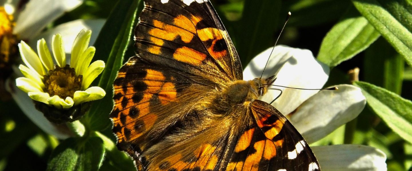 environment, nature, insects, epic migration, discovery, painted lady butterfly
