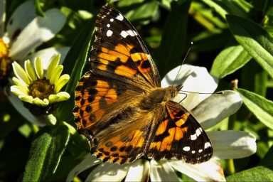 environment, nature, insects, epic migration, discovery, painted lady butterfly