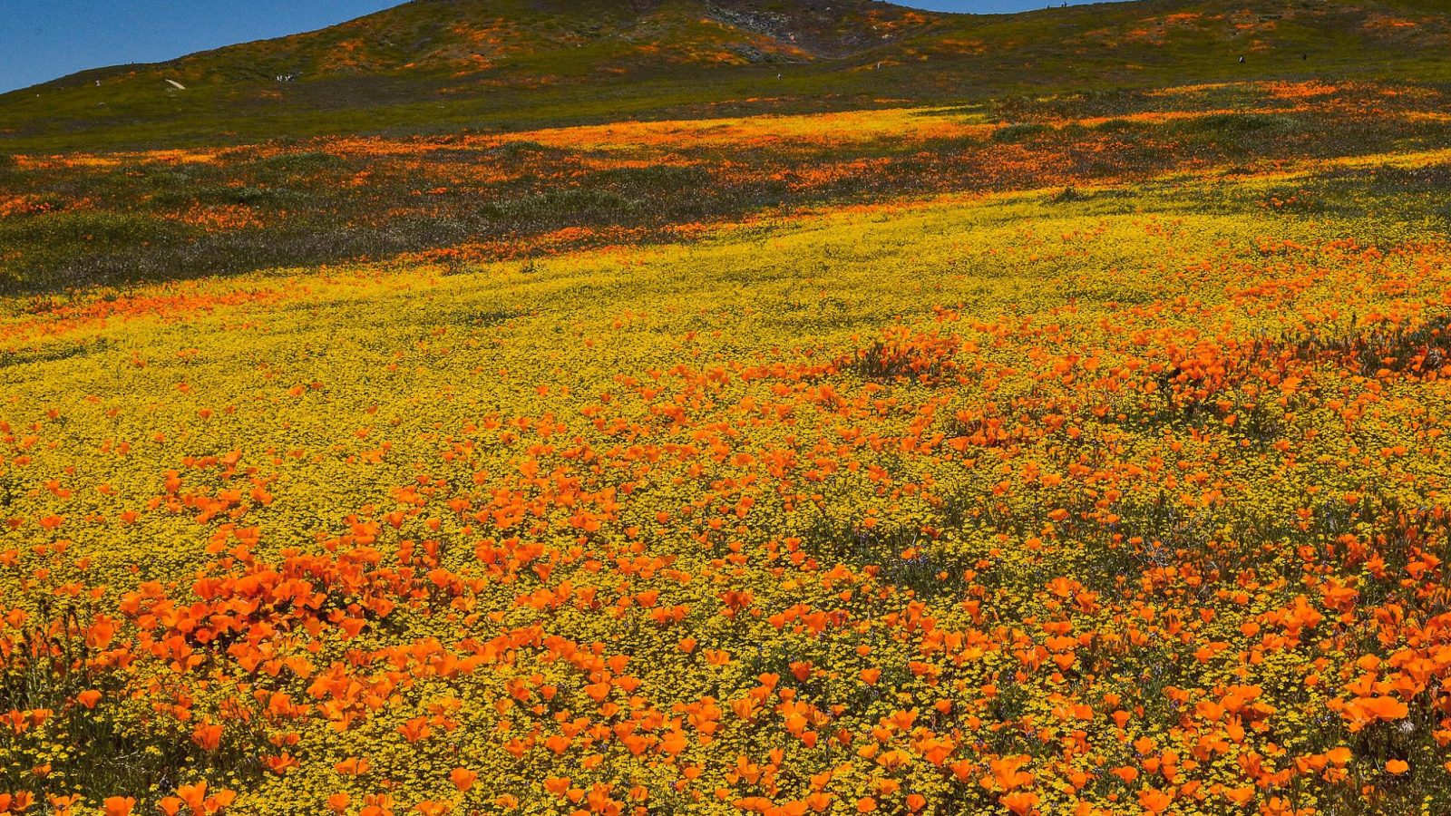 From Desert to Wonderland: Images Show California’s Striking Superbloom ...