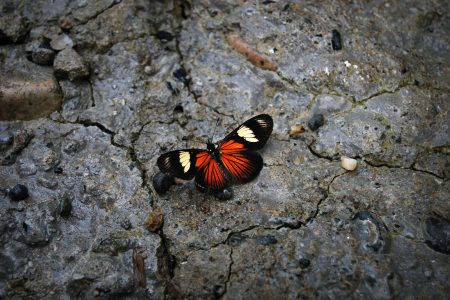 butterfly, stone
