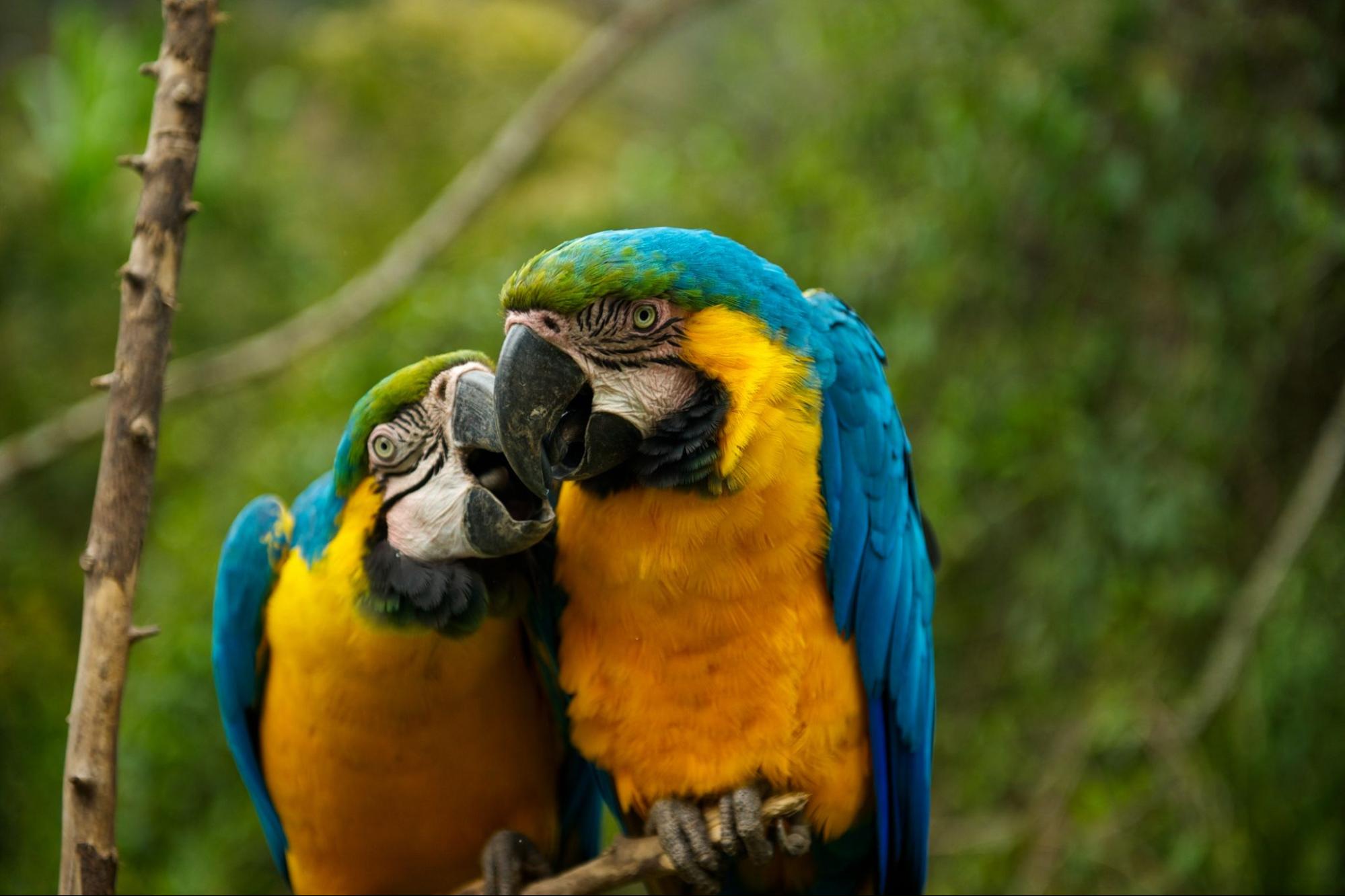 Scientists Taught Pet Parrots to Video Call Each Other — and They Love It
