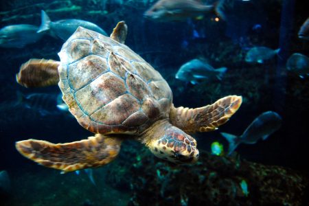 conservation, wildlife, Georgia, rare sea turtles, dredging study, nesting season