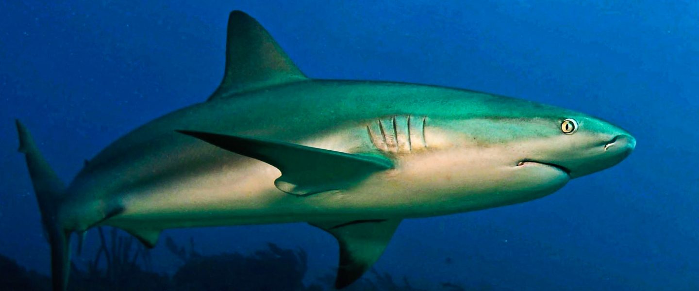 environment, biodiversity, endangered species, reef sharks, new study