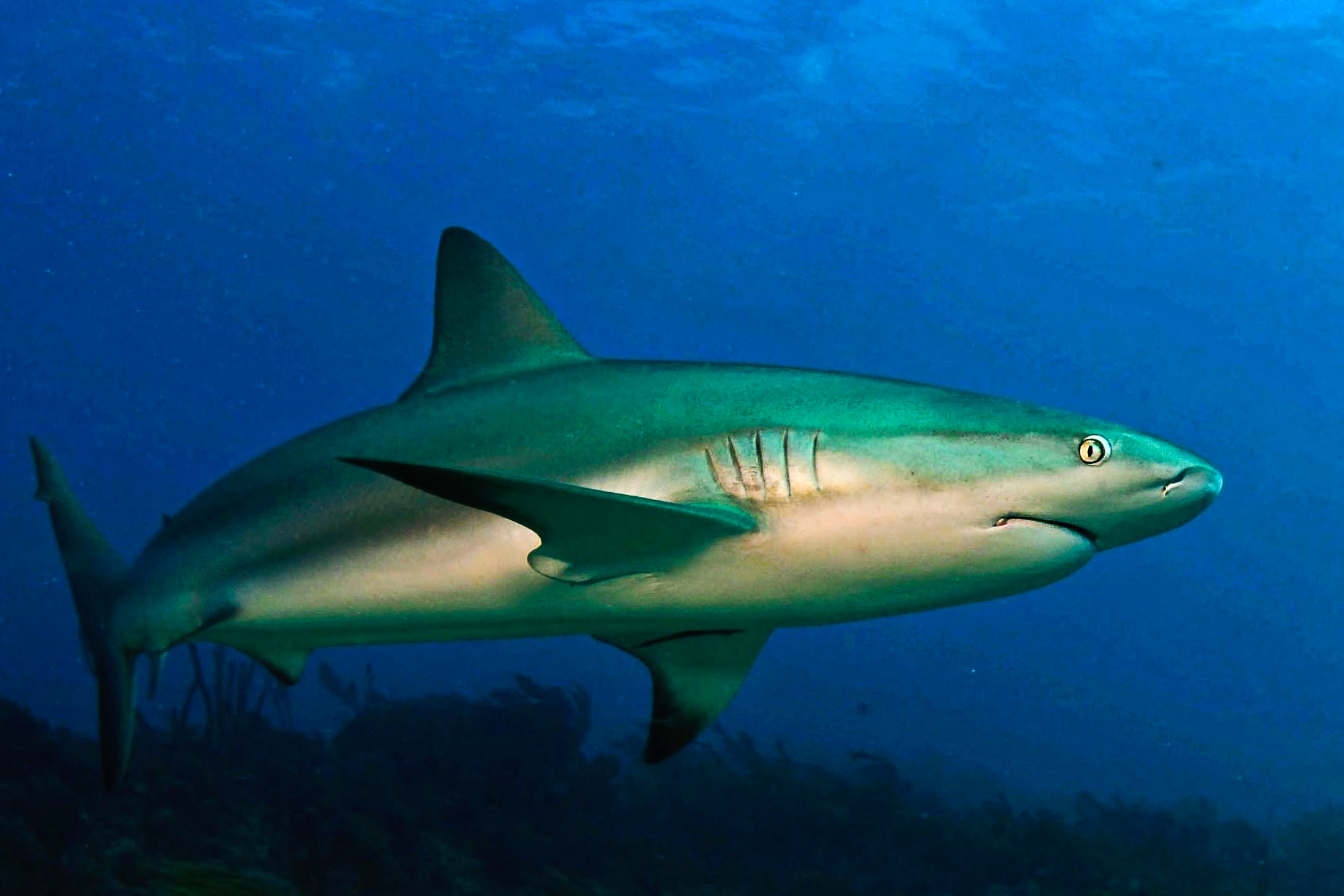 environment, biodiversity, endangered species, reef sharks, new study