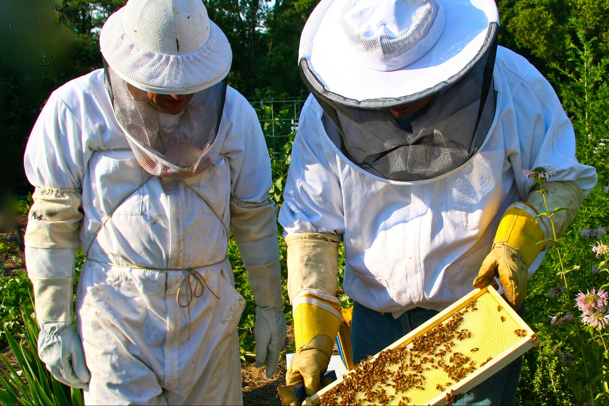 climate change, US, agriculture, honey bees, deaths, stabilized