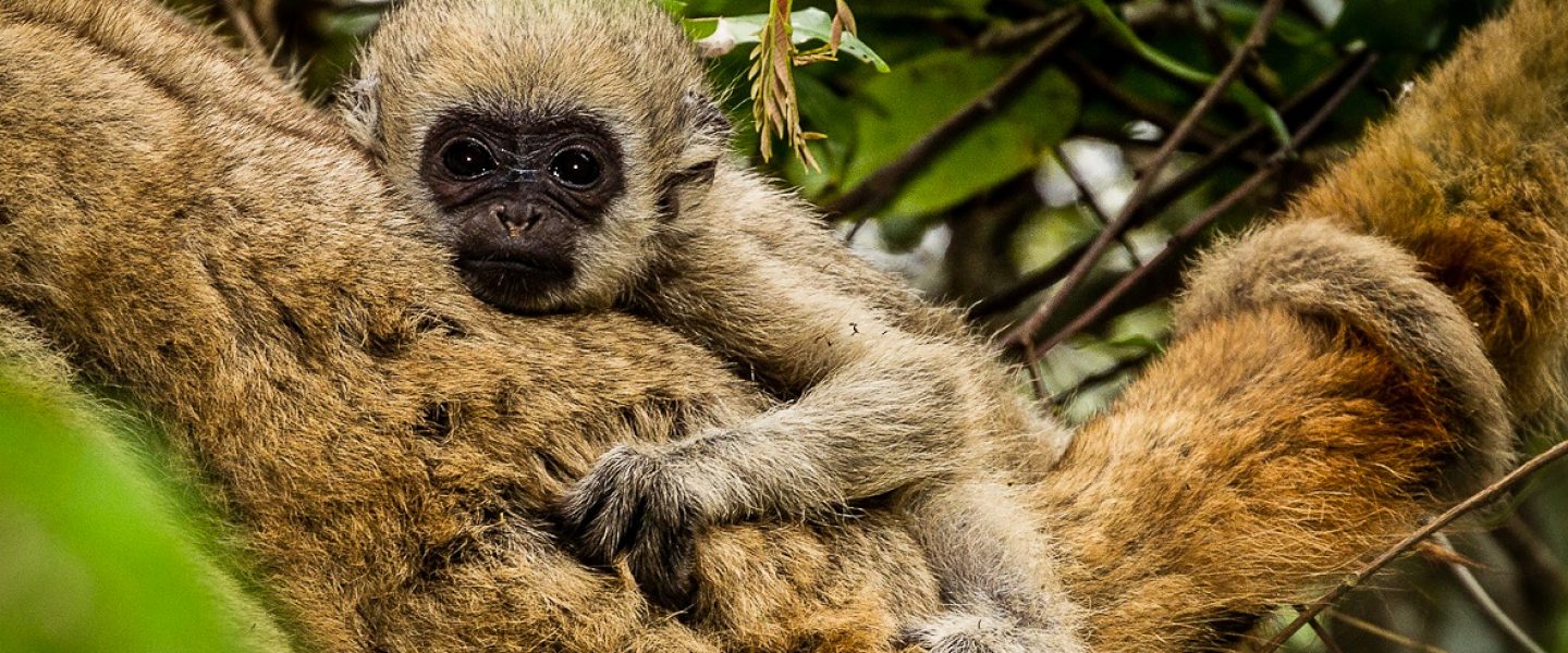 primate conservation, Brazil forests, northern muriqui monkeys, scientist, study