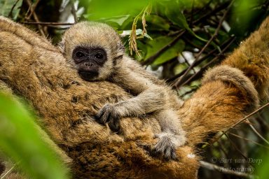 primate conservation, Brazil forests, northern muriqui monkeys, scientist, study