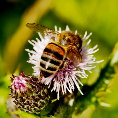 environment, pollination, food, honey bee health, federal initiative