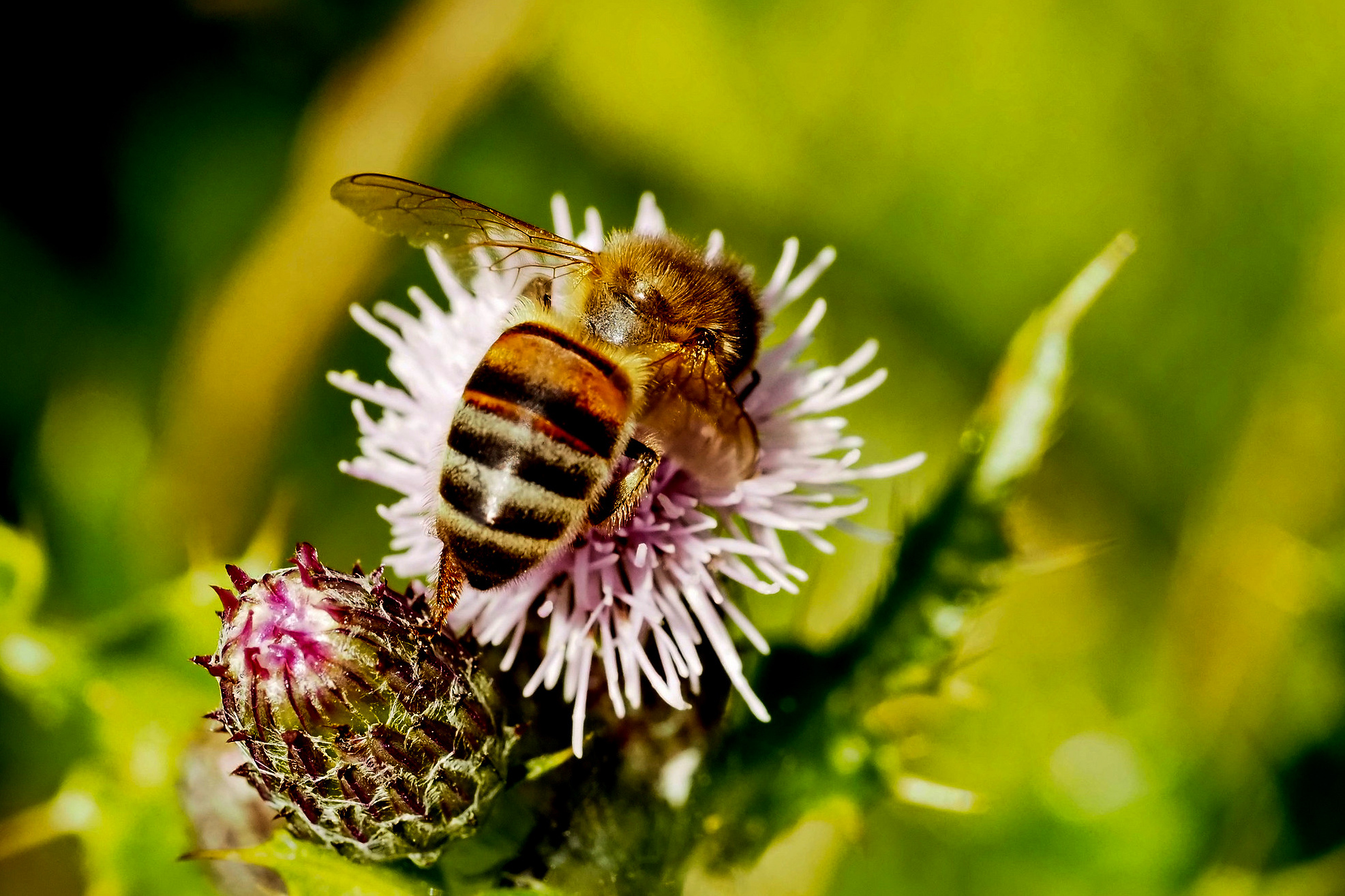 environment, pollination, food, honey bee health, federal initiative