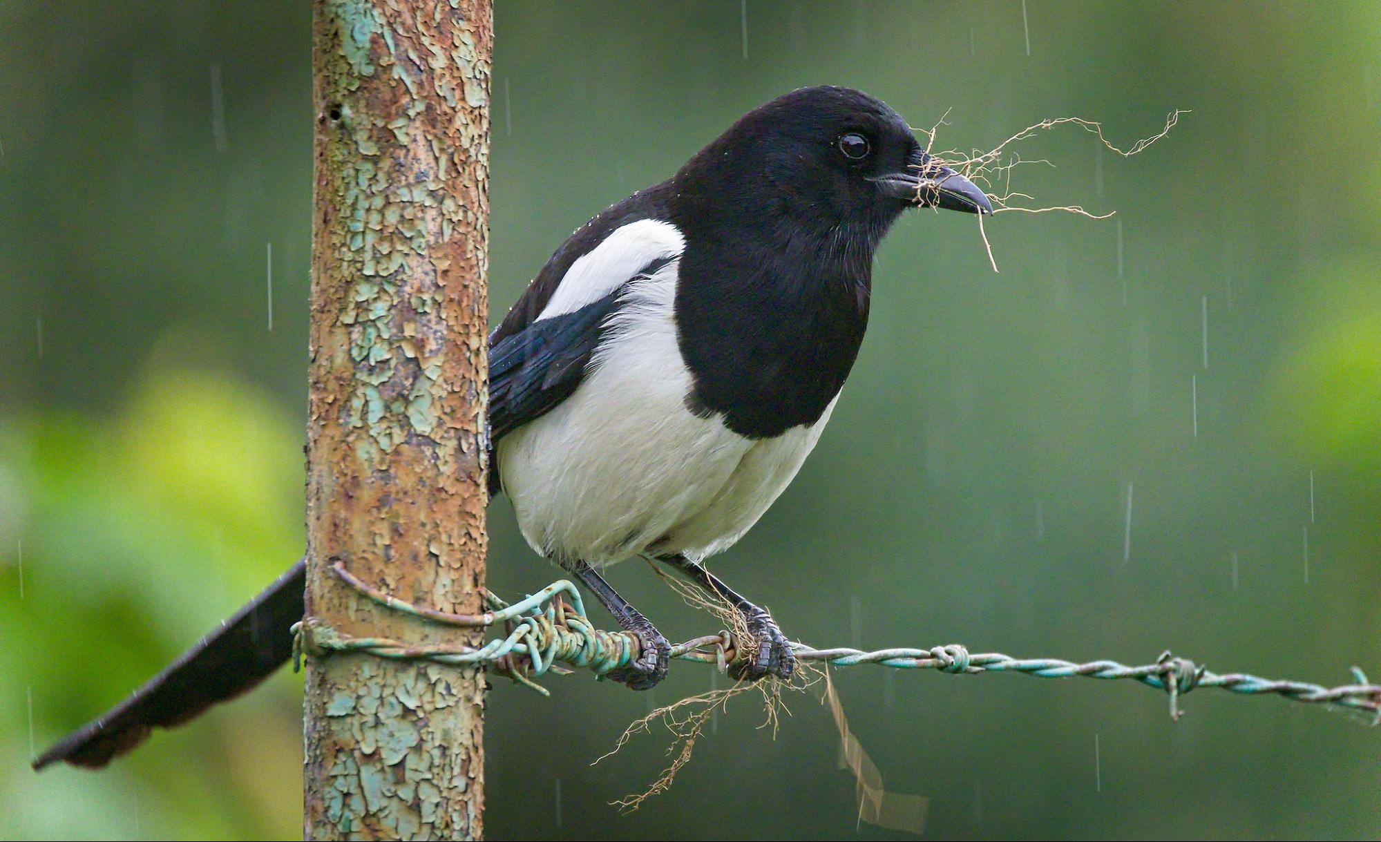 science, nature, birds, urban adaptation, crows, magpies, nests, anti-bird spikes