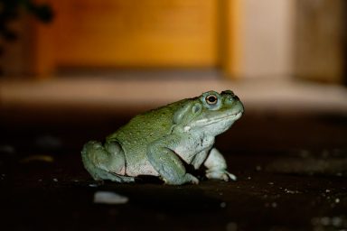 nature, biodiversity, Sonoran Desert, toad, threatened, psychedelic movement