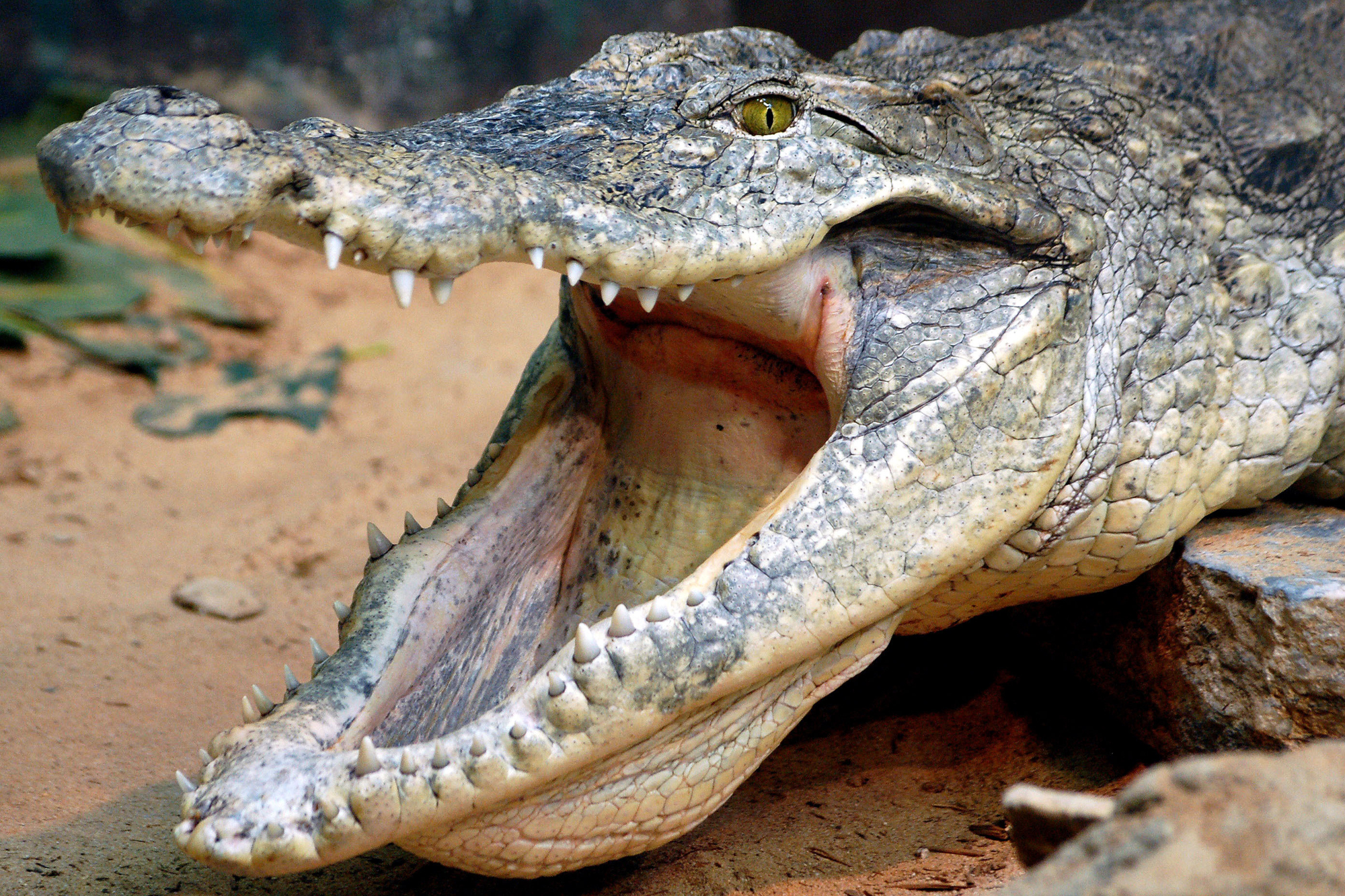 Crocodile, Philadelphia, zoo