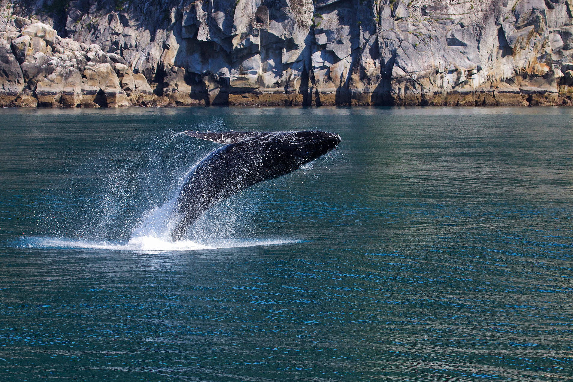 science, oceans, biodiversity, humpback whales, Brooklyn, Coney Island, sightings