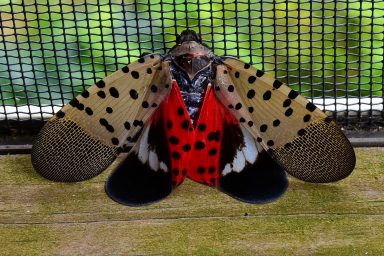 environment, US, nature, insects, invasive species, spotted lanternfly population