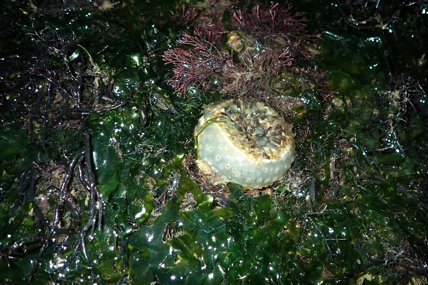 nature, biodiversity, marine life, discovery, tiger anemone