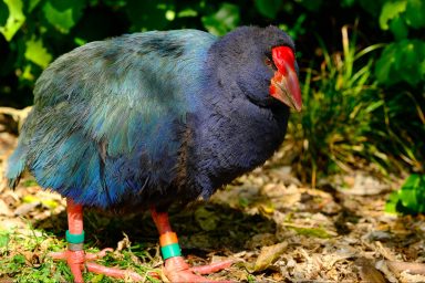 nature, biodiversity, conservation victrory, prehistoric species, New Zealand takahē