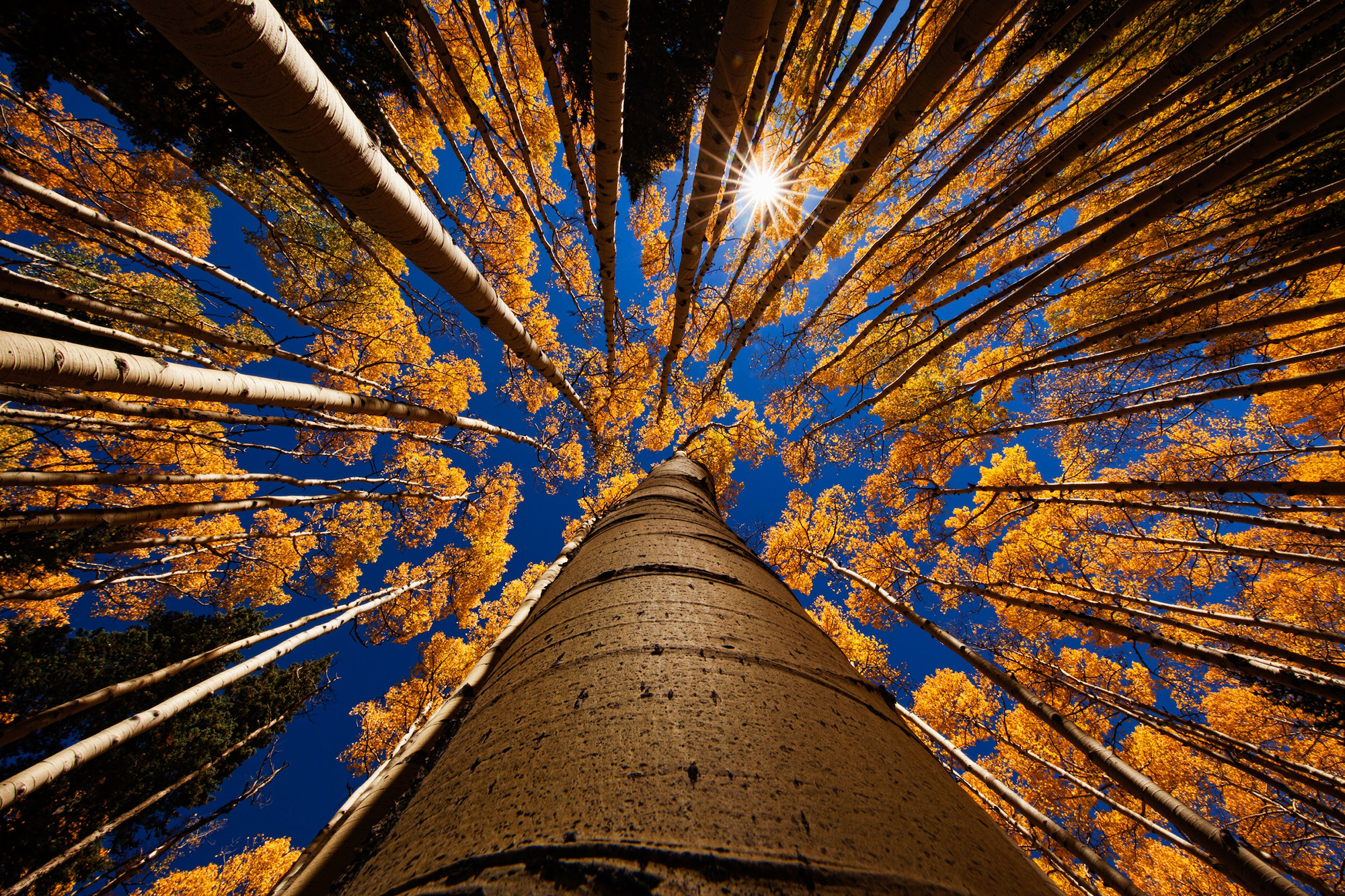 Tree Near Flagstaff, Arizona