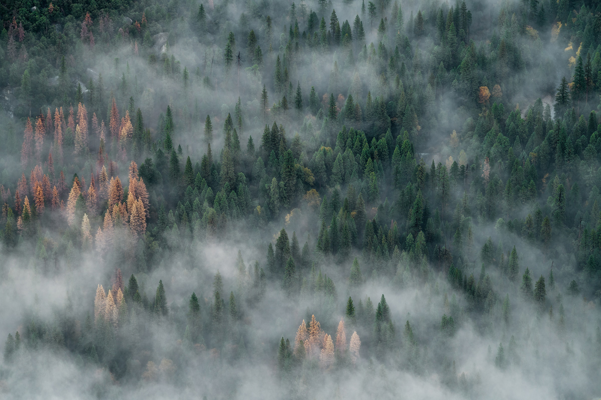 supertrees, forest, fog