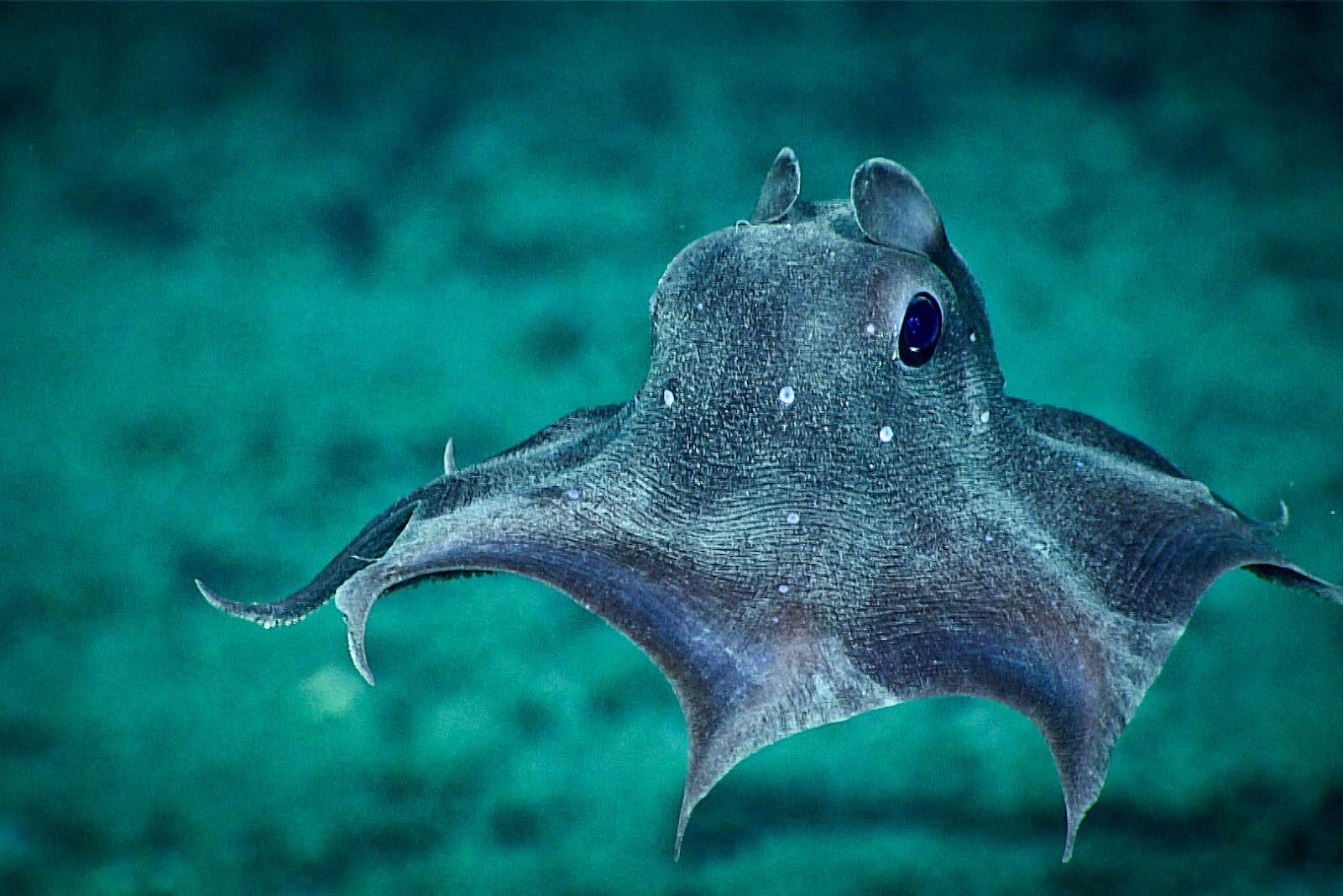 science, nature, biodiversity, marine life, Hawaii, rare species, dumbo octopus