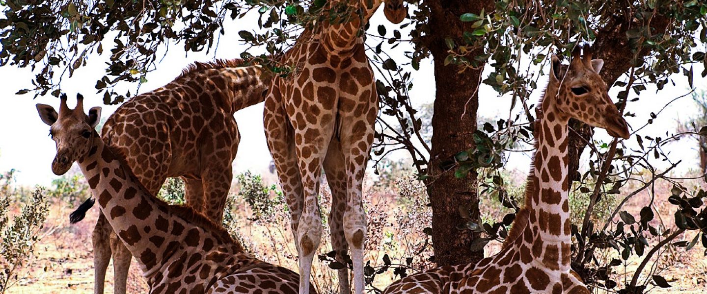 environment, nature, Namibia, wildlife, genetics, second spotless giraffe