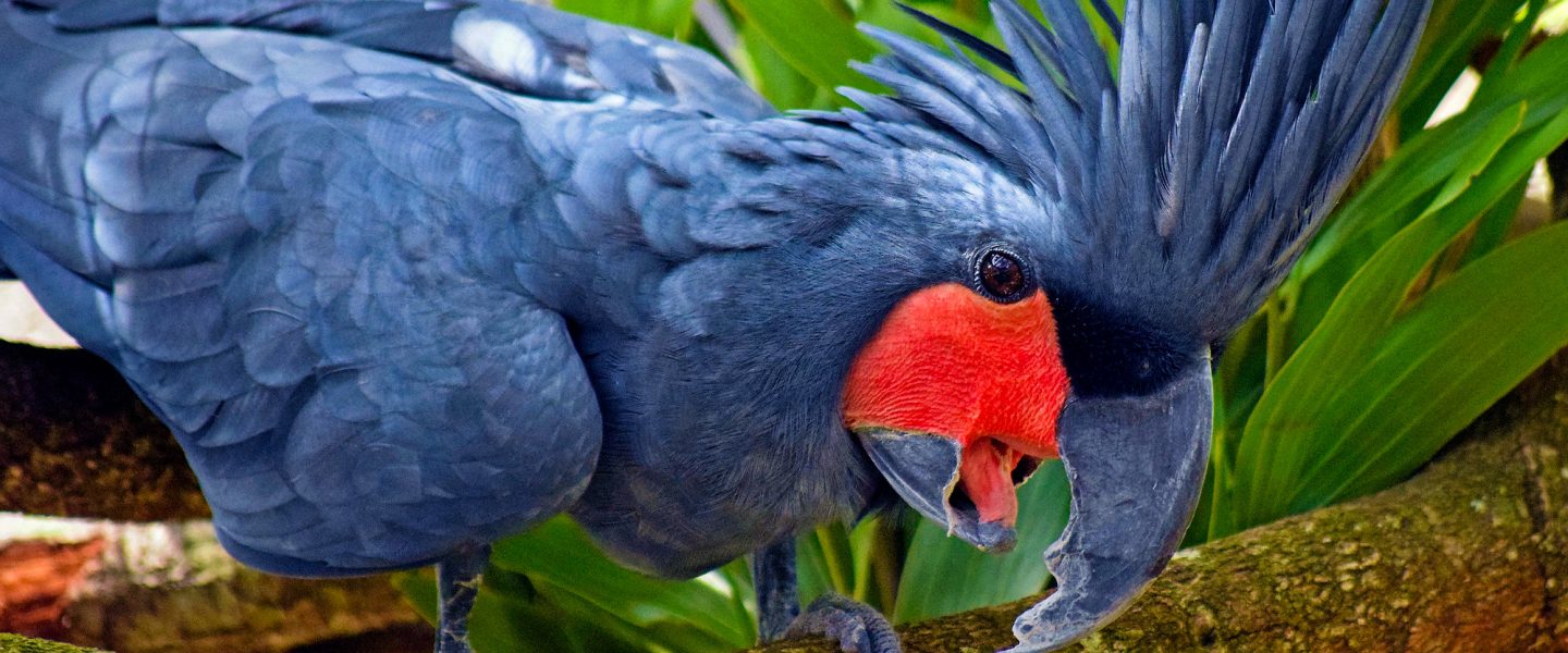 science, wildlife, biodiversity, wild palm cockatoos, mating display