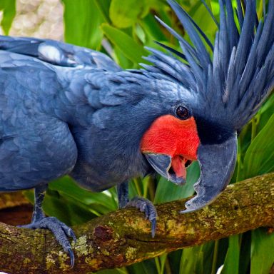 science, wildlife, biodiversity, wild palm cockatoos, mating display