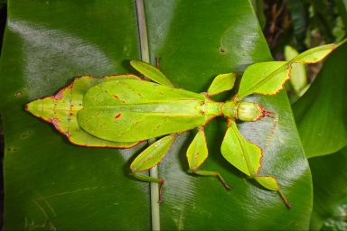 nature, insects, new species, genetic analysis, 'walking leaves'