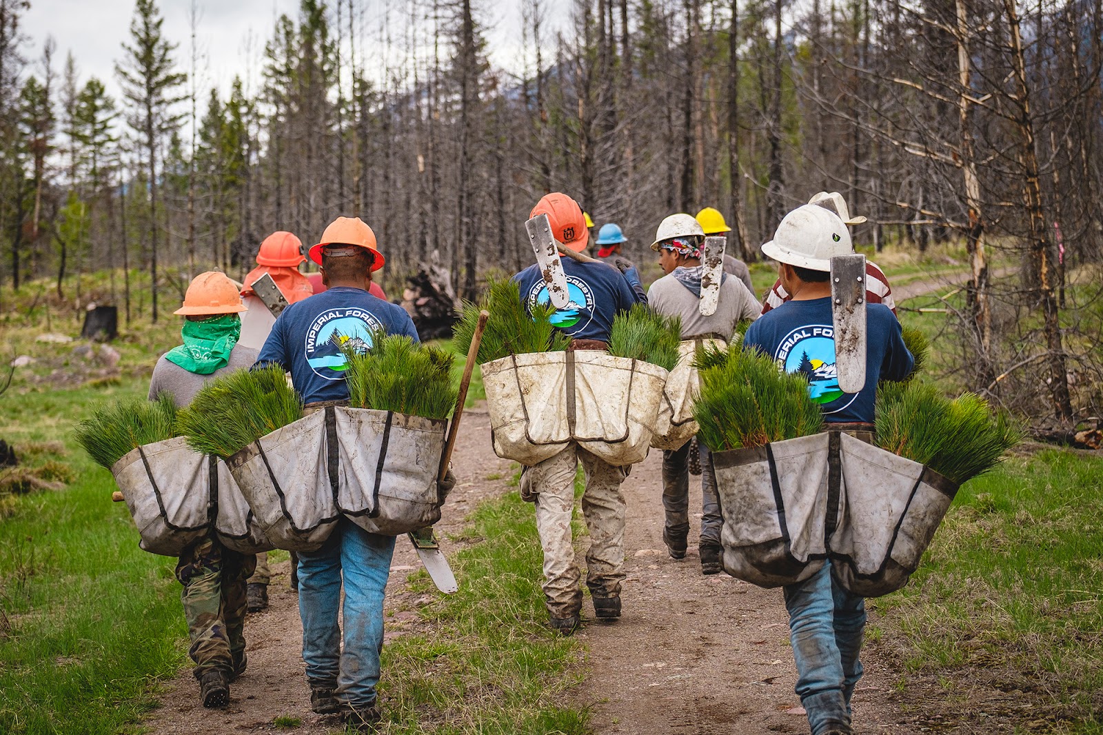 tree planting, carbon offset