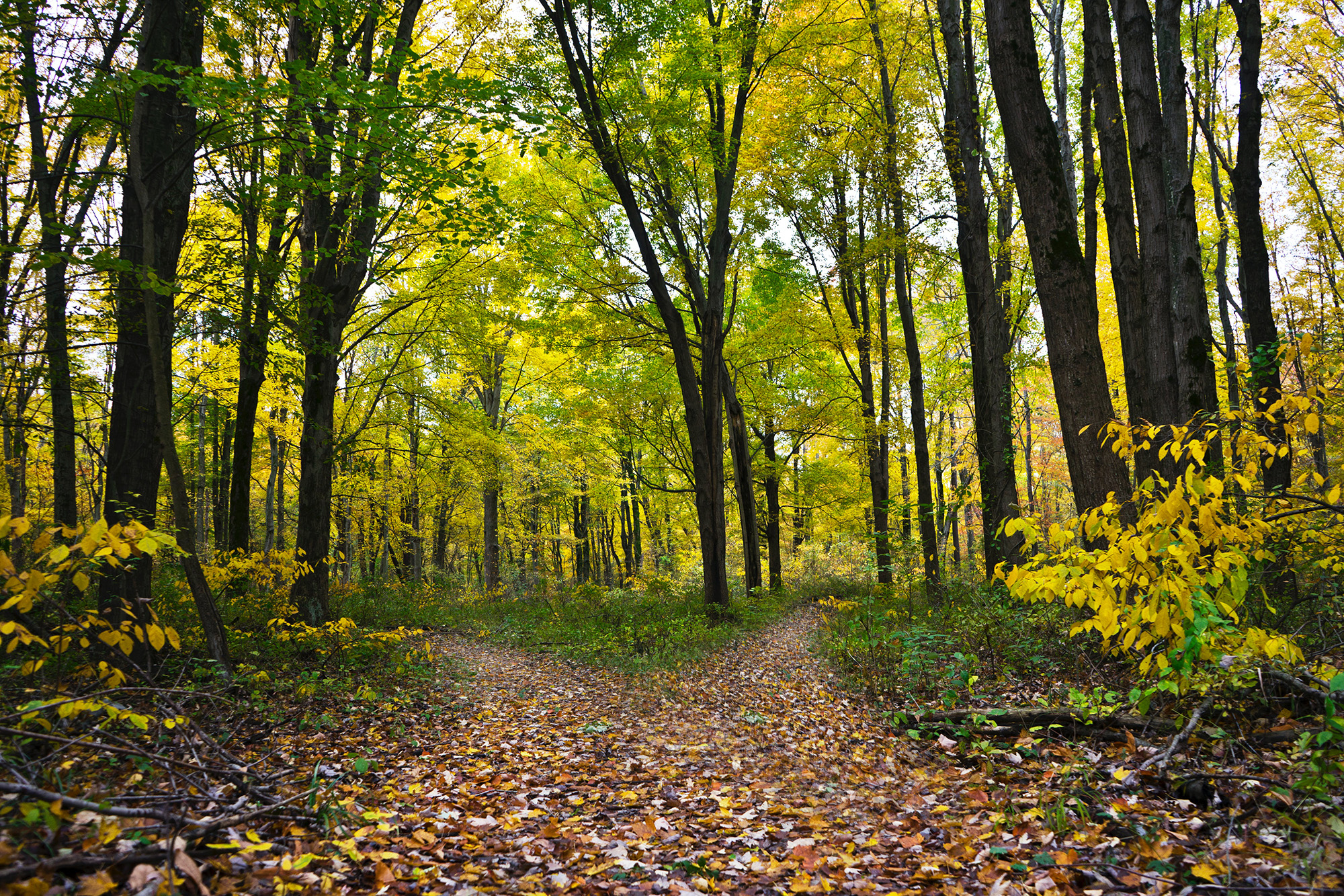 two paths, woods